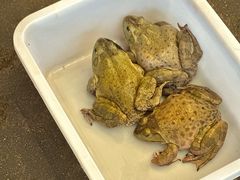 -金海椒罐罐鲢鱼(东方桂苑店)