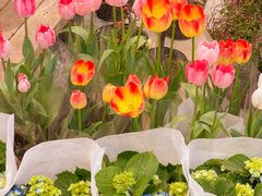 -双季花艺园艺市场(浦东店)