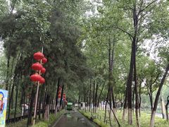 -合肥滨湖国家森林公园