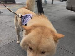 -半岛宠物医院24小时(科华中路店)
