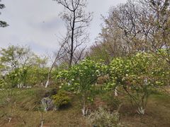 -羊山湖公园