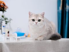 -琪喵猫屋·撸猫猫咖·猫舍