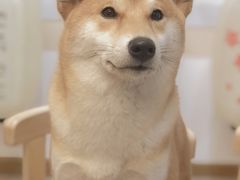 -柴迷FANS CLUB·柴犬狗咖·猫咖