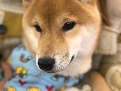 -豆柴町-柴犬主题狗咖(红鼎国际C座店)