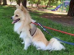 -宠爱多约克夏马尔济斯泰迪小型犬专卖