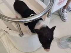 -怪兽屋·羊驼·猫咖·狗咖(俊华广场店)