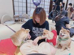 -逗柴咖啡屋·狗咖猫咖宠物桌游