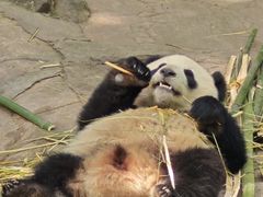 -都江堰中华大熊猫苑