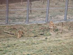-青藏高原野生动物园
