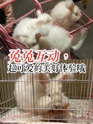 -萌兔星空蹦床撸兔馆