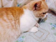 -猫色咖啡·猫咖