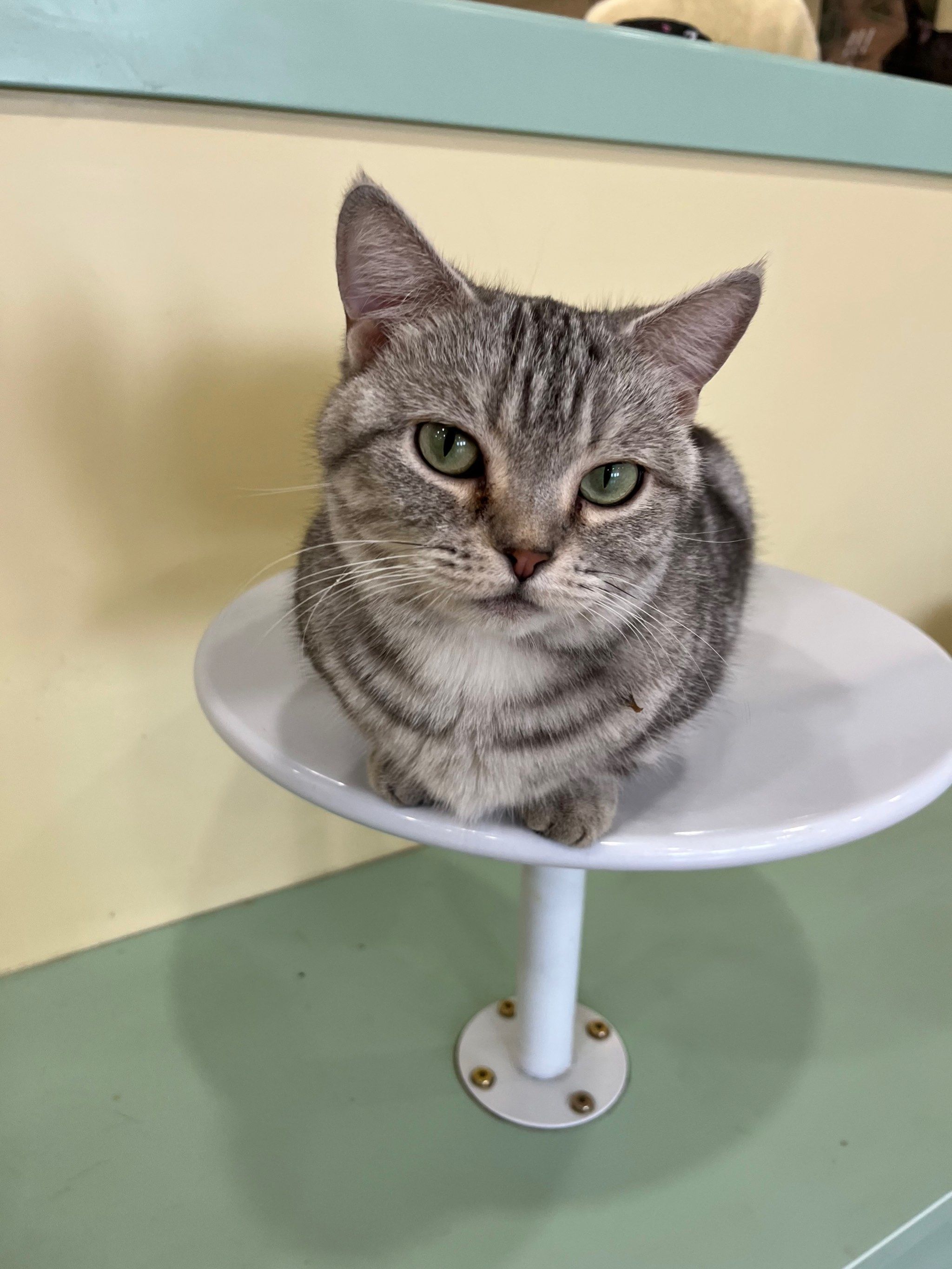 美短猫:我是一只没手手的猫猫
