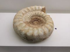 -青岛贝壳博物馆