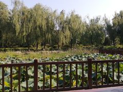-莲花池公园