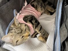 -中农大我爱我爱动物医院·核磁CT·猫病·24小时夜诊中心(石佛营店)