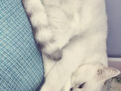 -喵的天空名猫咖啡馆·撸猫·猫舍·用品