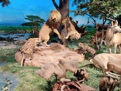 -国家自然博物馆