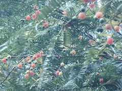 -天目山大树王景区