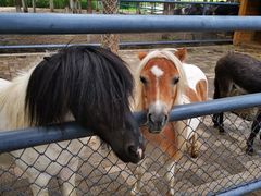 -长白岛森林公园