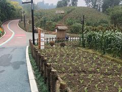 -黄龙溪欢乐田园