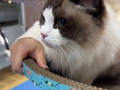 -天使宠物医院·犬猫分诊(彩虹店)