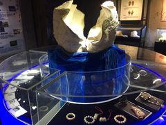 -贝壳梦幻世界