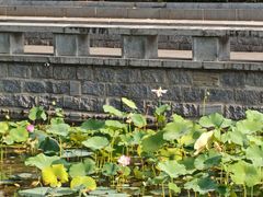 -莲花池公园