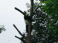 -都江堰中华大熊猫苑