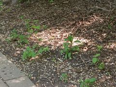 -黑龙江省森林植物园