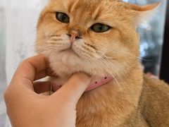-共舞时光猫咖·狗咖(新街口店)