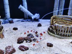 -芜湖新华联大白鲸海洋公园