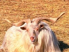 -沈阳森林动物园