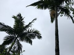 -莫里热带雨林景区