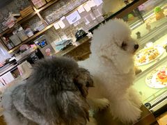 -more than meow吴止猫主题餐厅(承德 中船汇店)