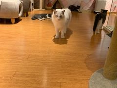 -猫冇咖·家门口的撸猫馆(大融城店)