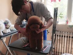 -优缇多格专业宠物美容师培训学校