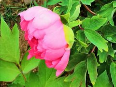 -合肥三国新城遗址公园