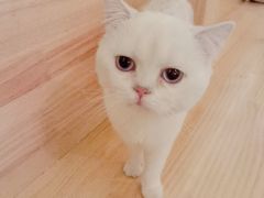-猫腻·猫咖·撸猫馆(星光大道店)