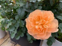 -艾溪湖湿地公园