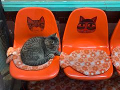 -猫咪博物馆(顶澳仔猫街店)