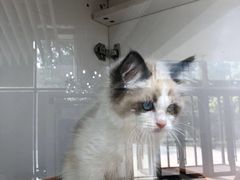 -糯米喵星人总部直营旗舰店·猫舍·幼猫出售