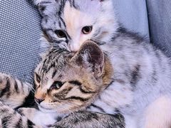 -纳吉亚猫专科动物医院博雅分院