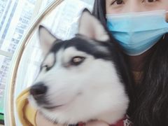 -Husky Go! 哈士奇体验馆·宠物咖啡厅狗咖