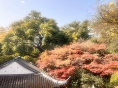 -楼外楼(西湖景区孤山路店)