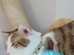 -万小咖.猫咖(中山路天虹店)
