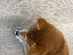 -柴迷FANS CLUB·柴犬狗咖·猫咖
