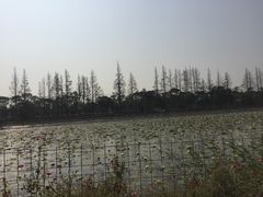 -上海长兴岛郊野公园