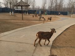 -北京野生动物园