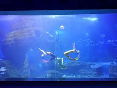 -多彩贵州城极地海洋世界