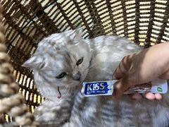 -藏猫猫咖啡主题馆(中央大道店)